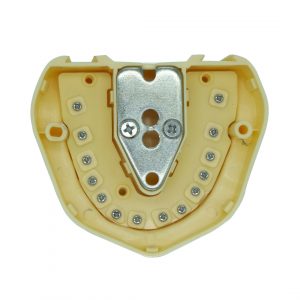 MANDIBULA PARA MODELOS DE ESTUDIO